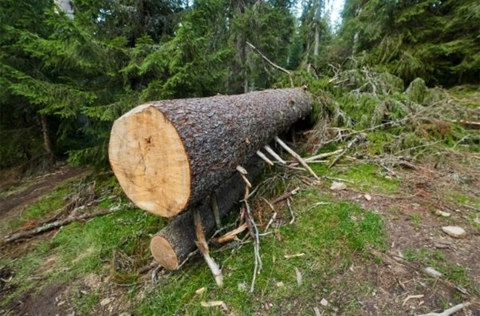 a pine tree be removed