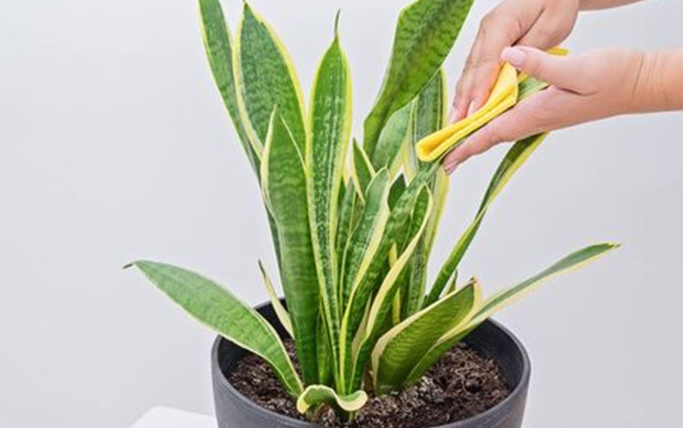 Snake Plant Care Tips