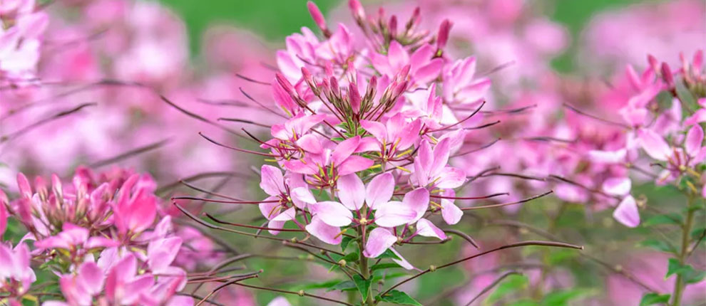 Spider flower