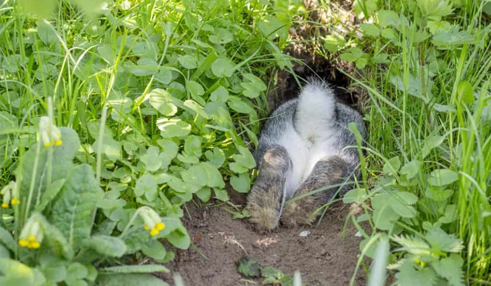 How To Stop Rabbits From Digging Holes In Lawn