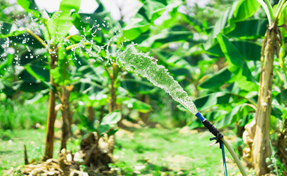 How To Take Care of Banana Trees