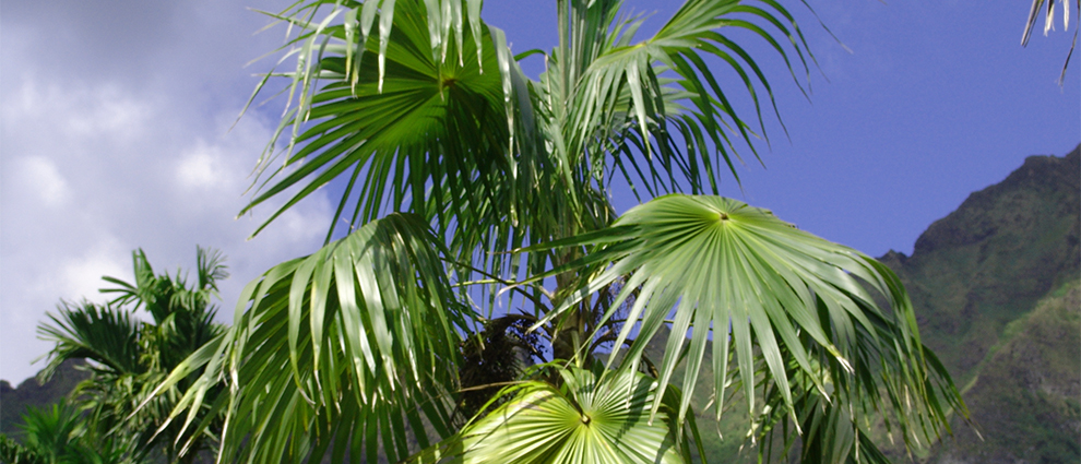 Thatch Palm