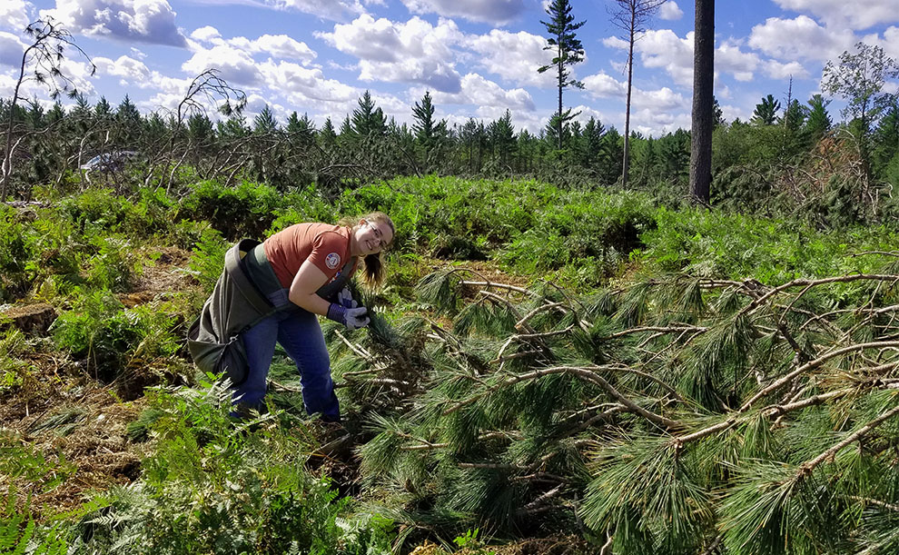 the disadvantages of pine trees