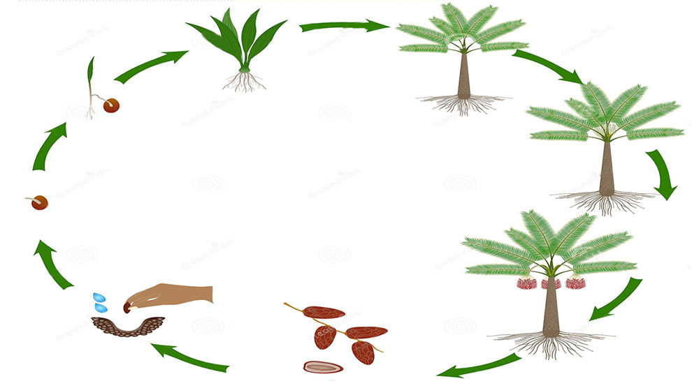 What Is The Life Cycle Of A Palm Tree