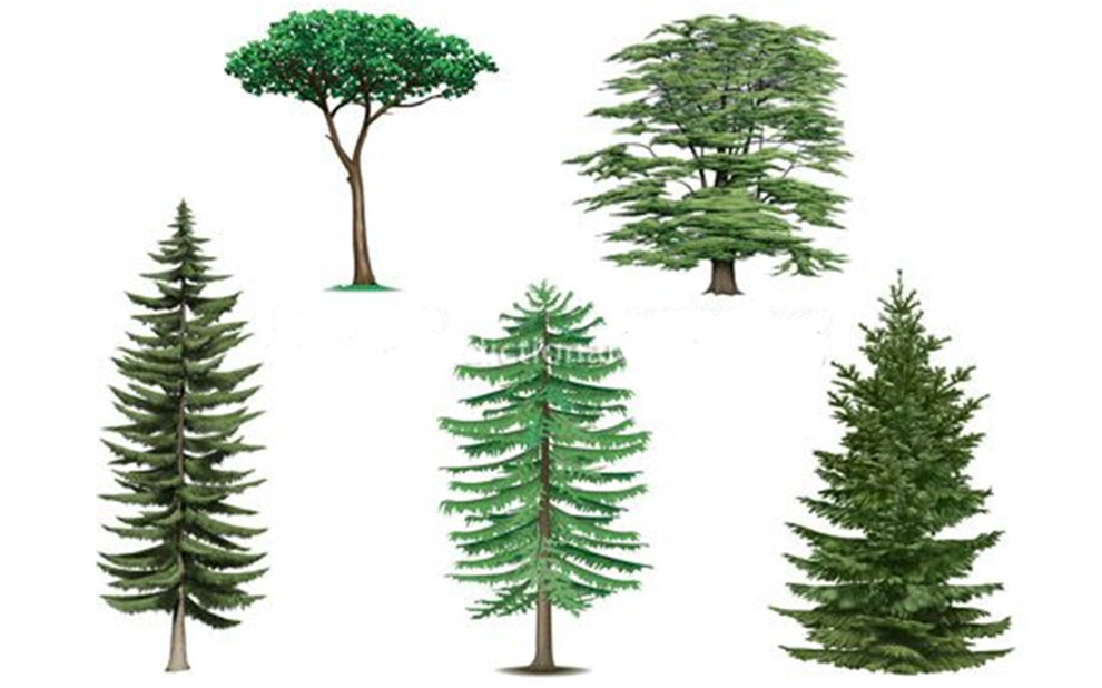 the lifespan of different varieties of pine trees