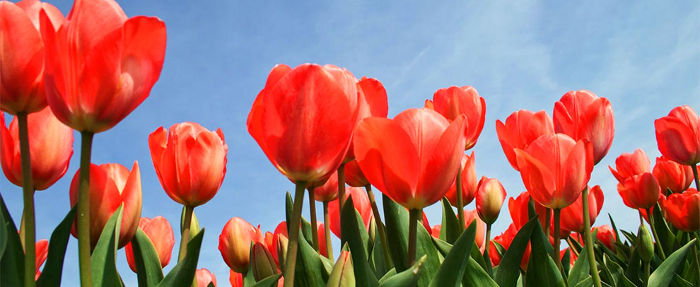 Tulips