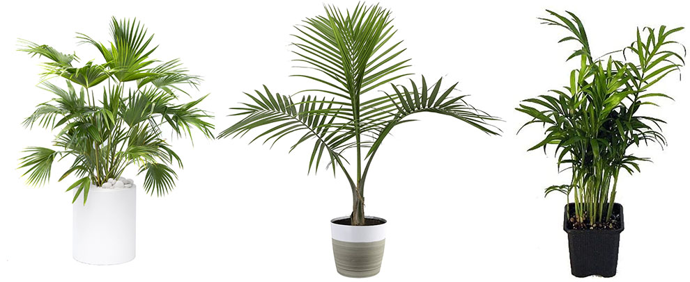 Which Are The Different Types Of Palm Trees Indoors