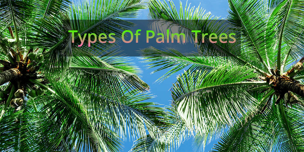 Palm Tree Types