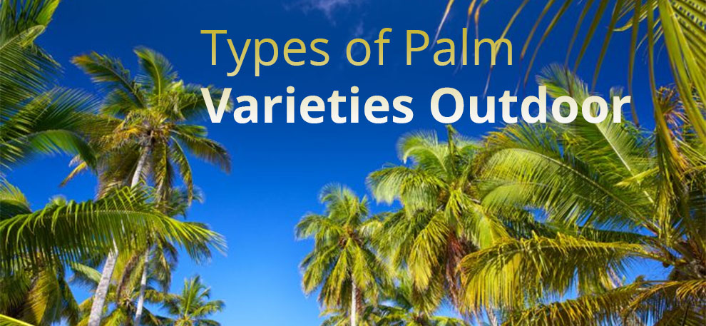 Types of Palm Varieties Outdoor