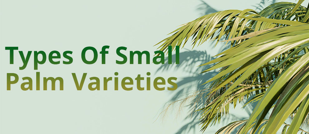 Types of small palm