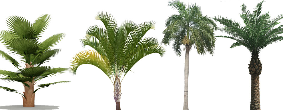 Varieties Of Palms Are There