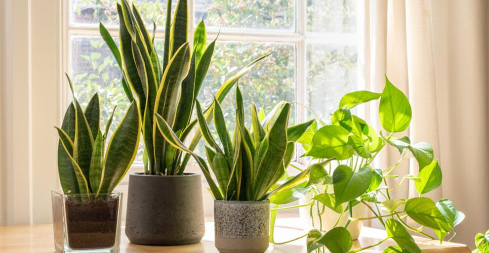 Varieties of Snake Plant