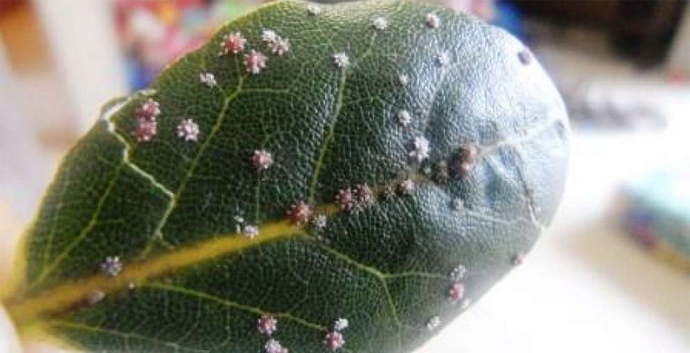 What Are Scales and How To Identify The Scale Insect On Plants