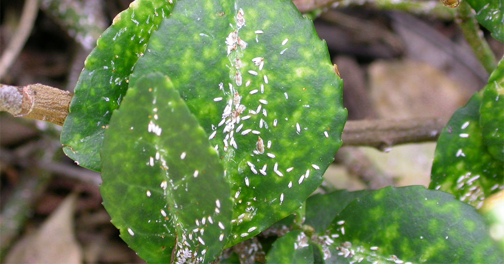 What Causes Scales On Plants