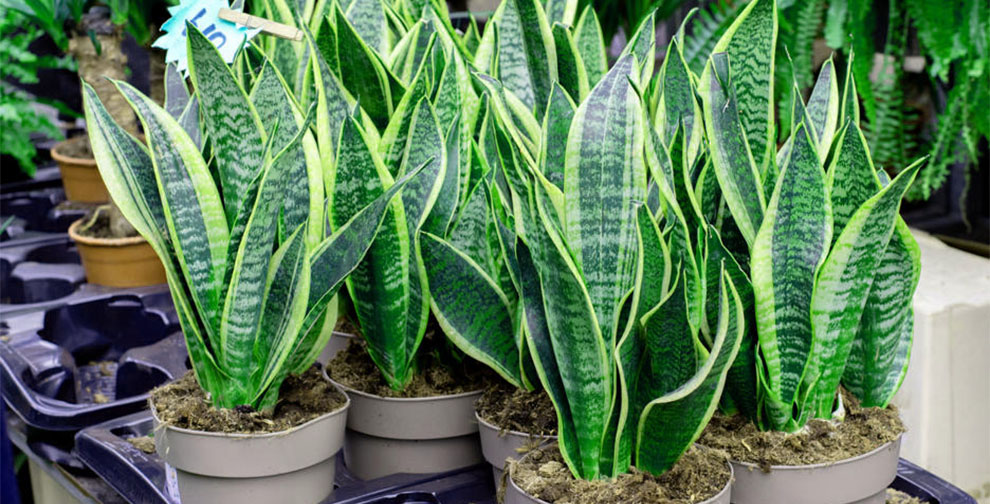 What Is A Snake Plant