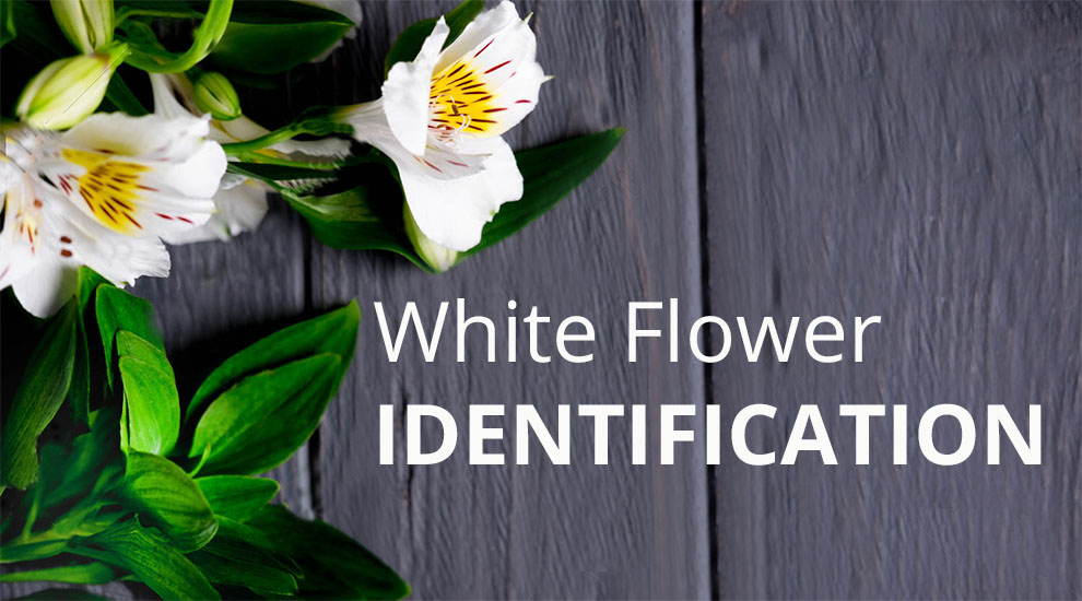White flower identification 