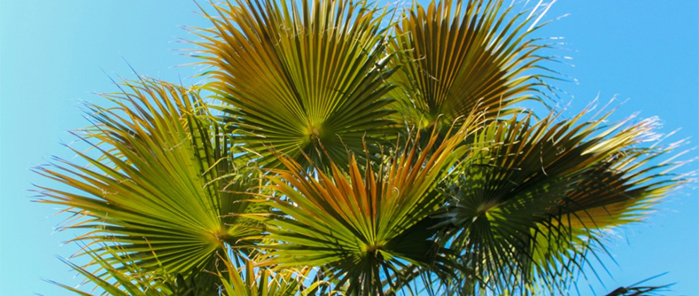 Windmill Palm