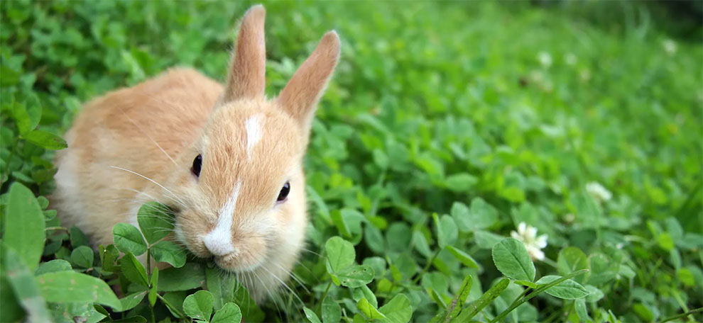 How To Know You Have A Rabbit Problem