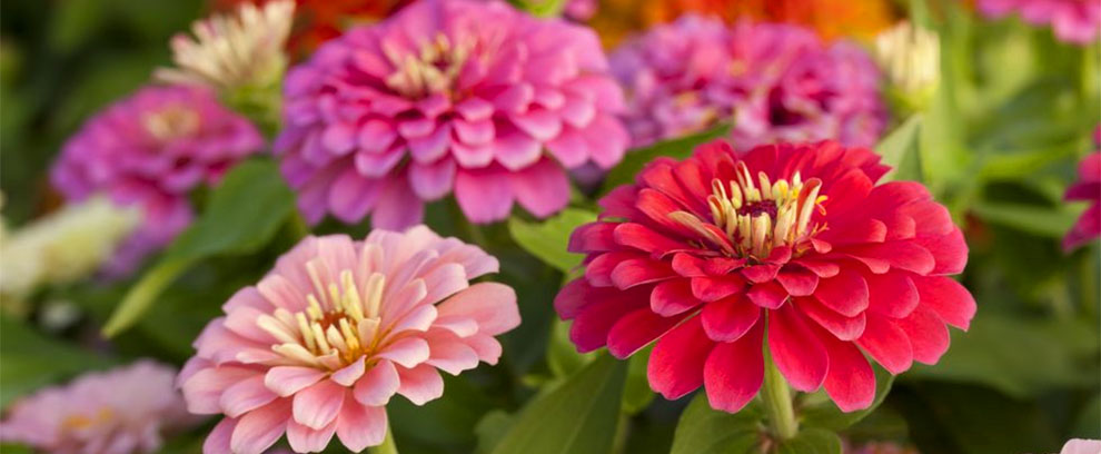 Zinnias