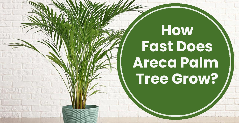 How fast does areca palm grow