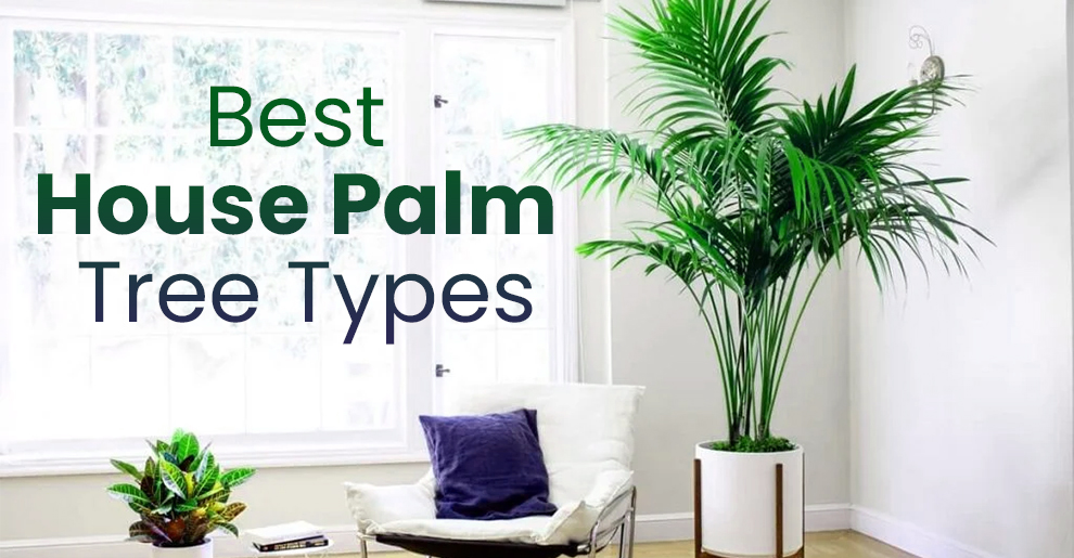 Best House Palm Tree