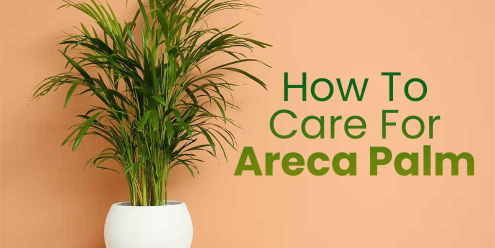 How to care for areca palm