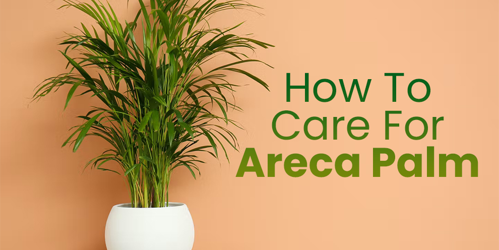 How to care for areca palm