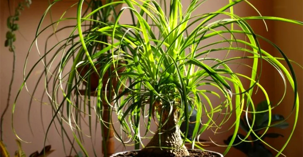 How To Take Care Of A Ponytail Palm