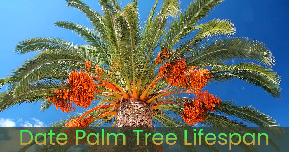 Date palm lifespan