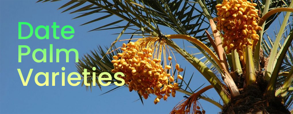 Date palm varieties
