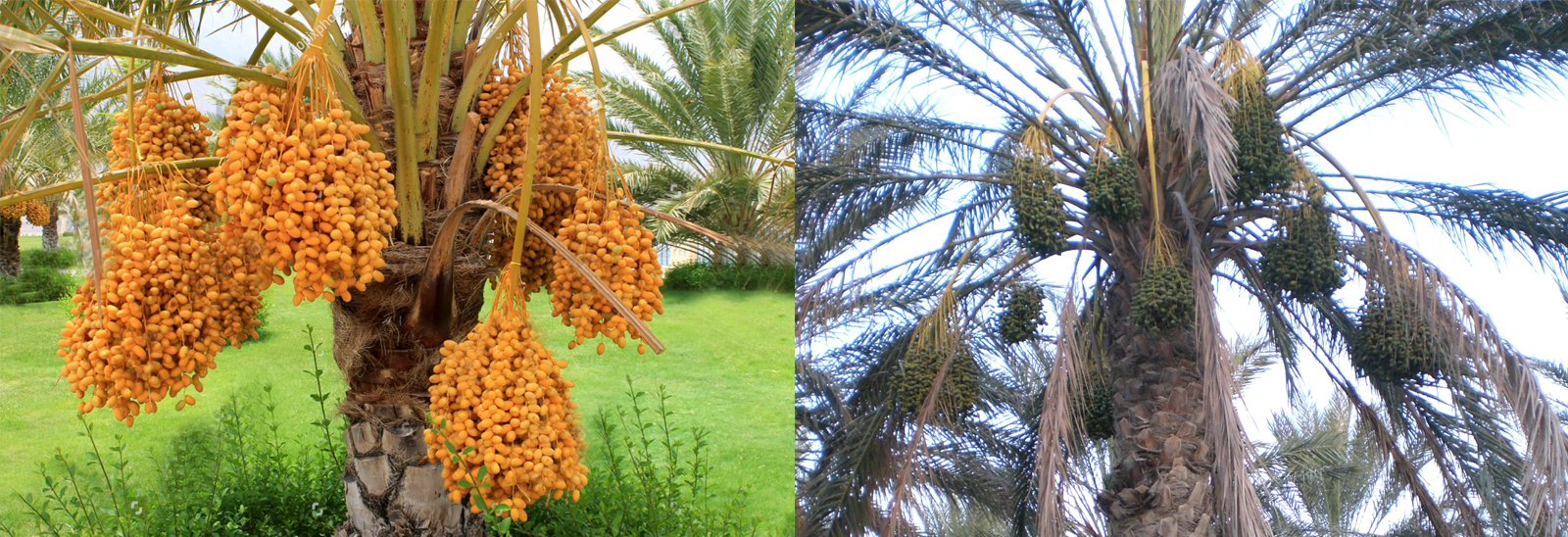 Best Date Palm Variety For Your Garden
