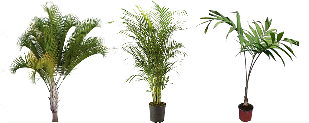 Different Types Of Areca Palm