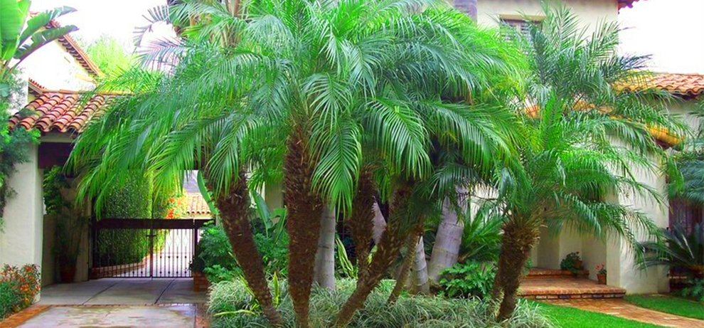 Do Roebelenii Palms Have Deep Roots