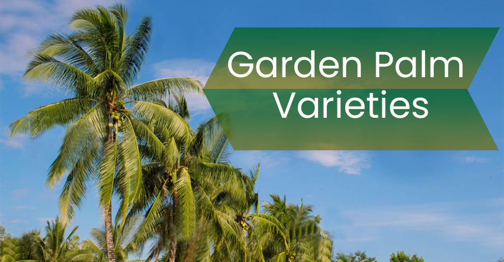 Garden palm types