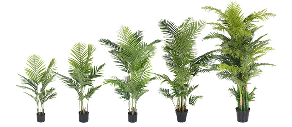 Growth and Areca Palm Care Guide