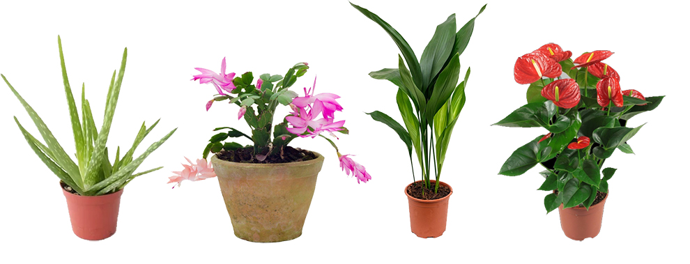What Other Houseplants Can You Buy