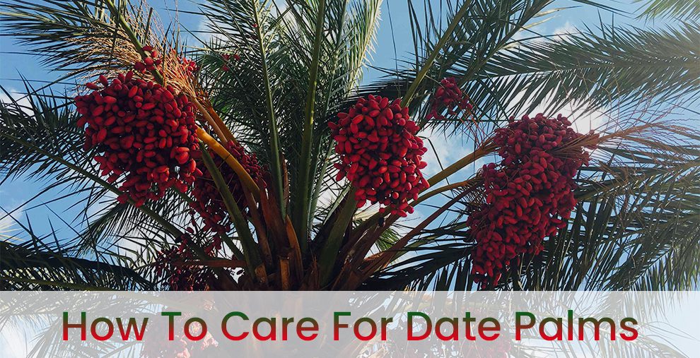 How to care for date palms