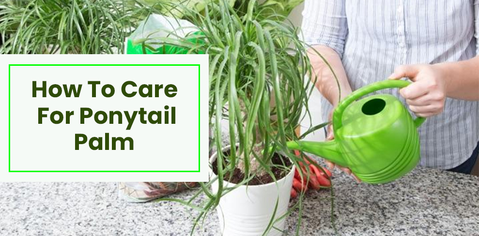How to care for ponytail palm