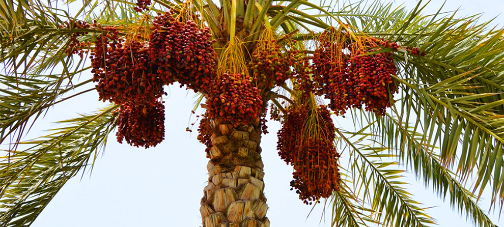 How To Grow Date Palm