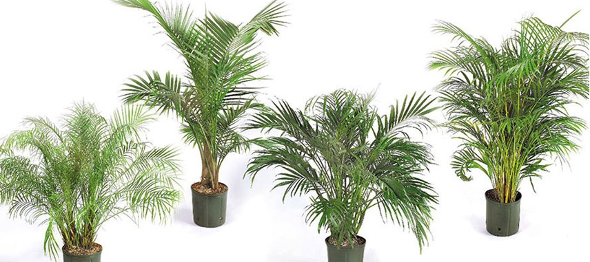 How Do You Identify An Areca Palm