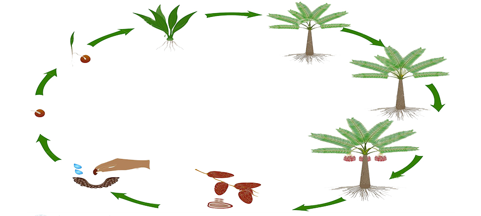 Life Cycle Of A Date Palm