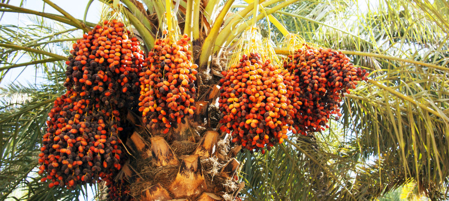Phoenix Palm Varieties Care Guide