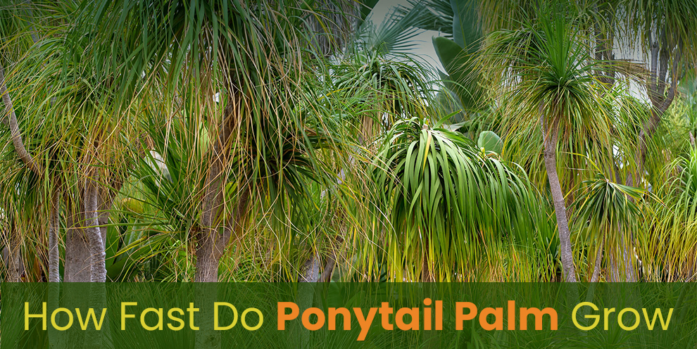 How fast do ponytail palm grow