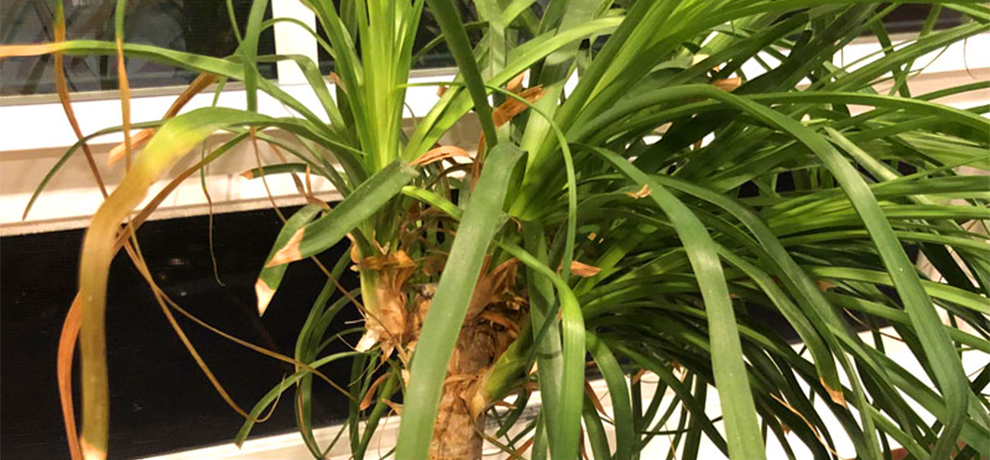 my ponytail palm turning brown