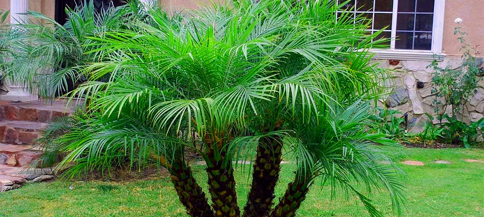 My Pygmy Date Palm Grow Faster