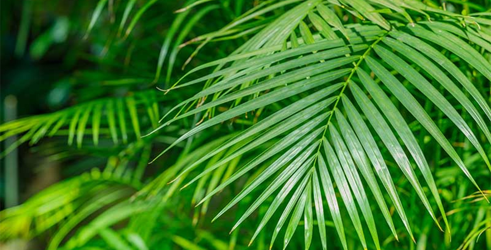 Reasons For Slow Areca Palm Growth