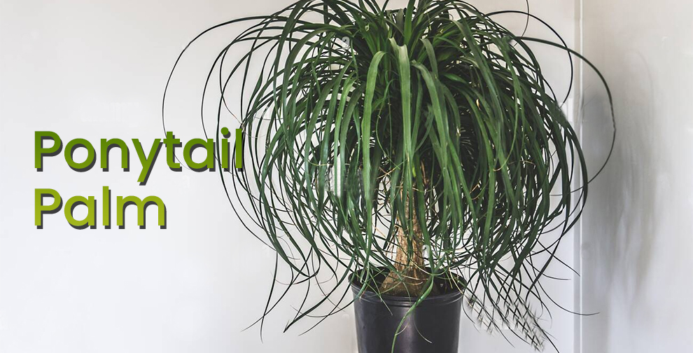 Title of Ponytail Palm