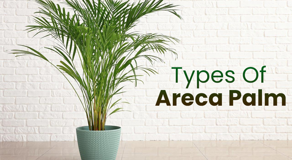 Types of Areca Palm