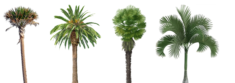 Types of Garden Palm Trees