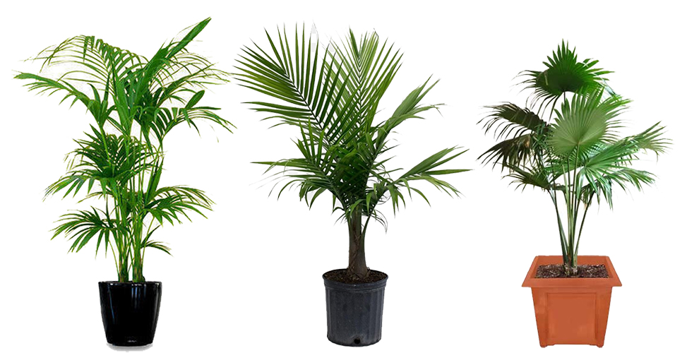 Different Types of Palm House Plants